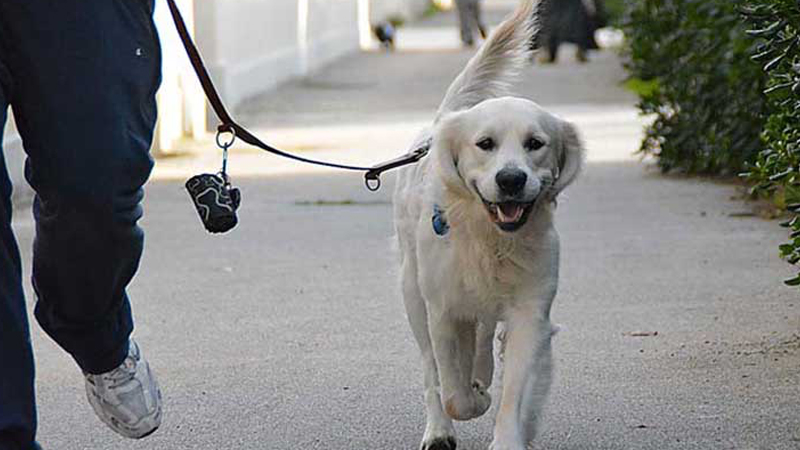 Deiezioni Canine: La ‘stretta’ Dell’Amministrazione Comunale