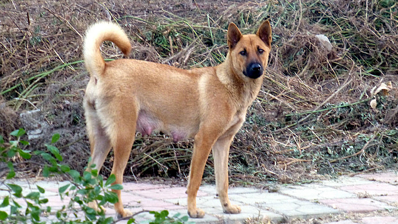 Cani Incustoditi In Città: Partono I Controlli