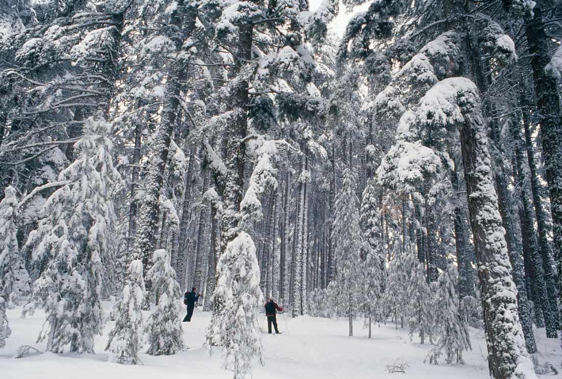 Fermandosi Accanto A Un Bosco In Una Sera Di Neve