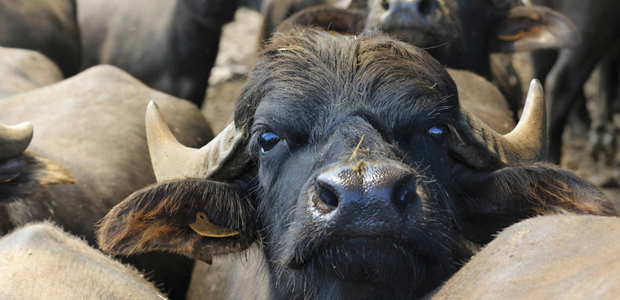Laurea Magistrale In Precision Livestock Farming