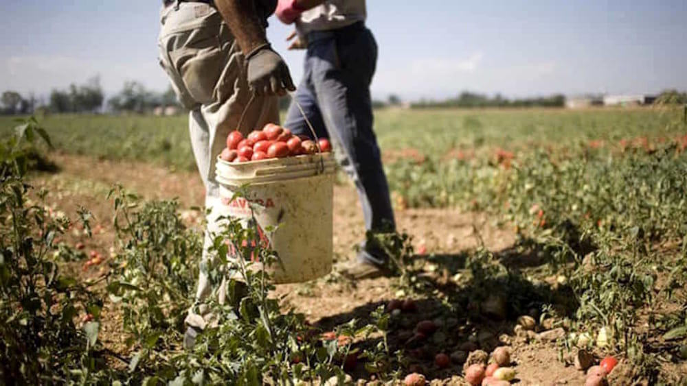 Sfruttamento Lavoratori Agricoli E PNRR, Serve Una Mappatura Comunale: Non C’è Inclusione Senza Sinergia Istituzionale