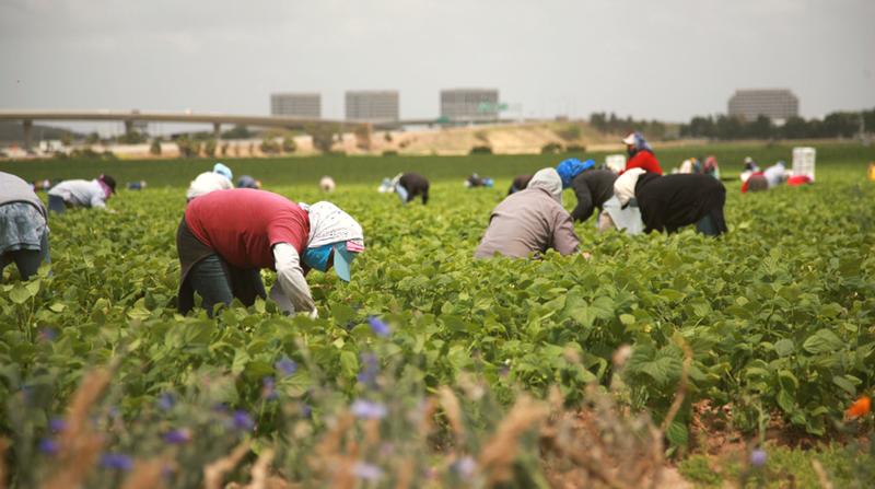 Nei Campi Agricoli Sotto Il Sole Rovente: La Regione Campania Limita Le Ore Di Lavoro